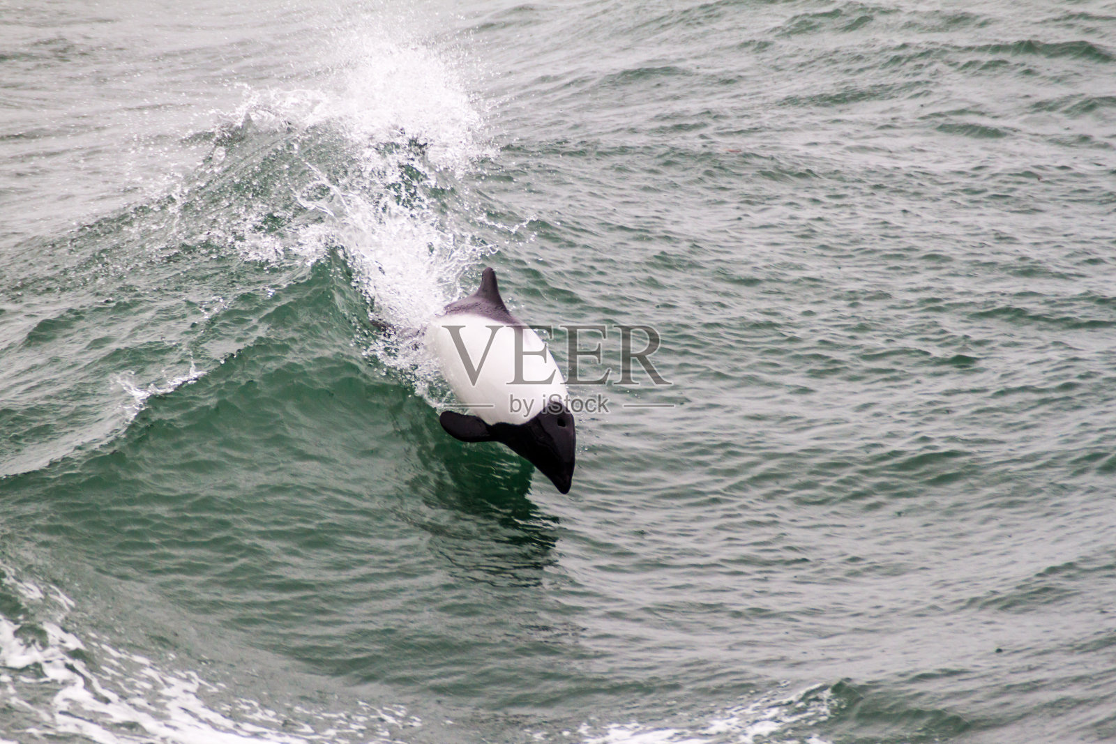 Commerson的海豚照片摄影图片