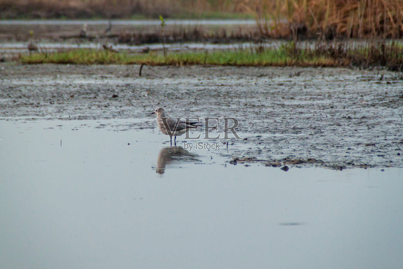 笑鸥(笑鸥)在野生动物保护区蒙特里科-夏威夷，危地马拉照片摄影图片