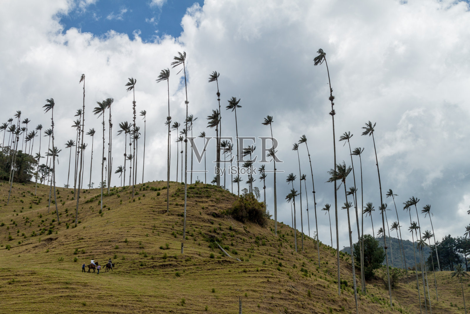 哥伦比亚科科拉山谷的高蜡棕榈树照片摄影图片