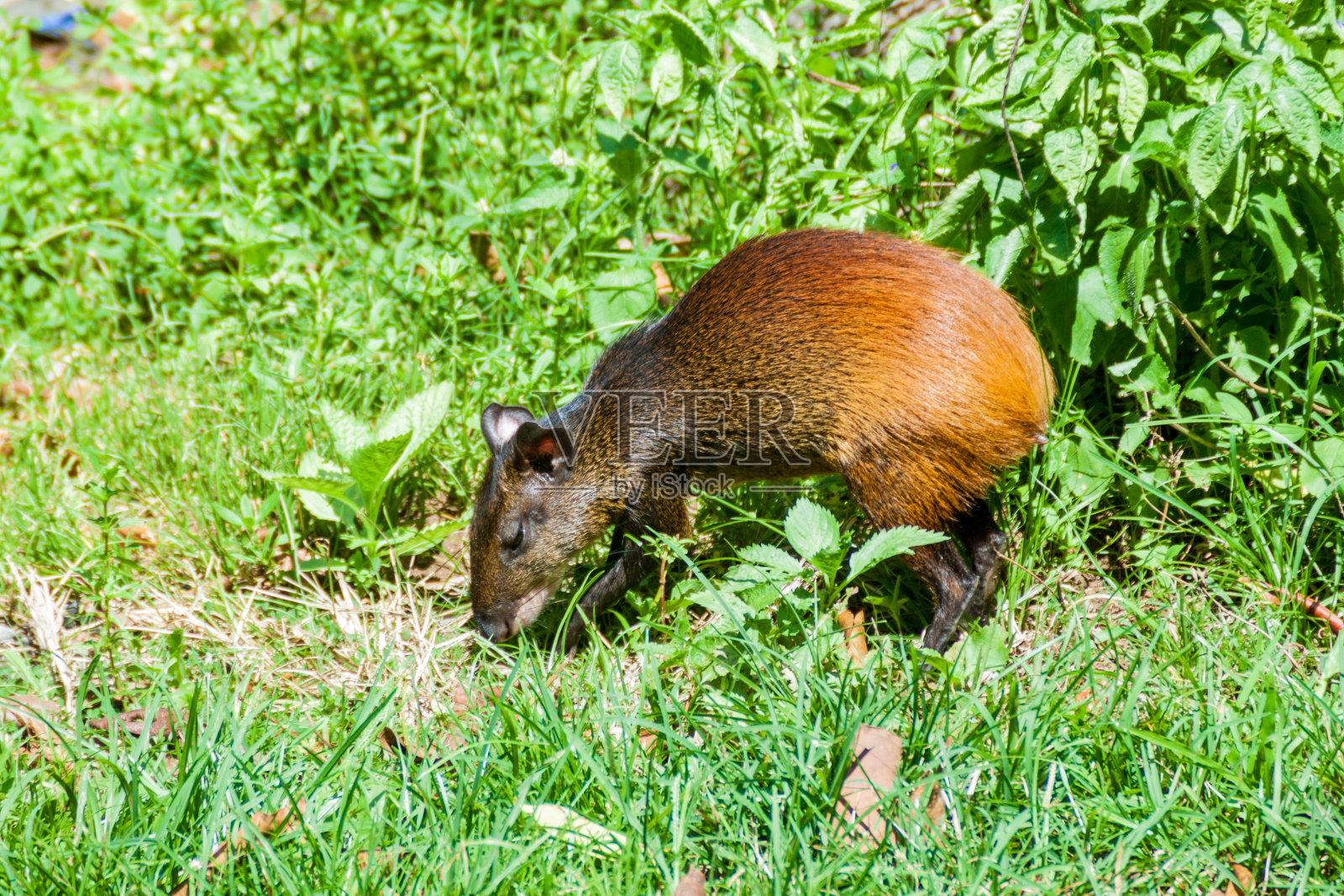 法属圭亚那拯救岛之一的皇家岛的刺豚鼠照片摄影图片