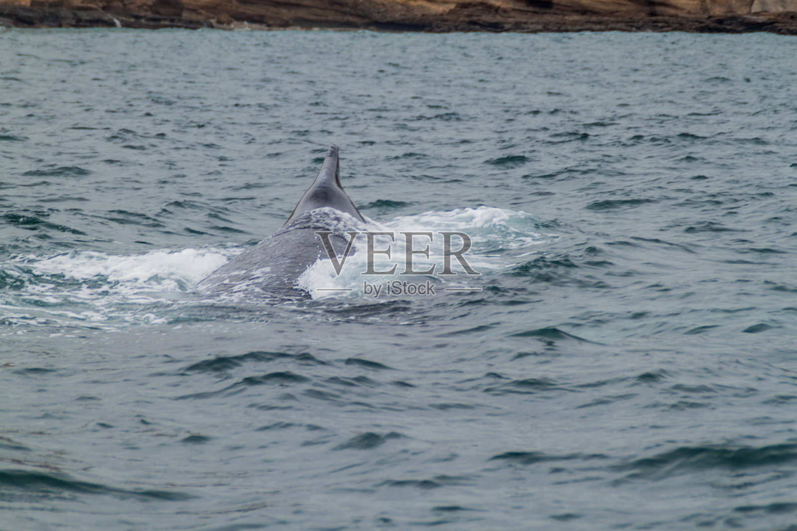 厄瓜多尔马卡里亚国家公园的座头鲸照片摄影图片