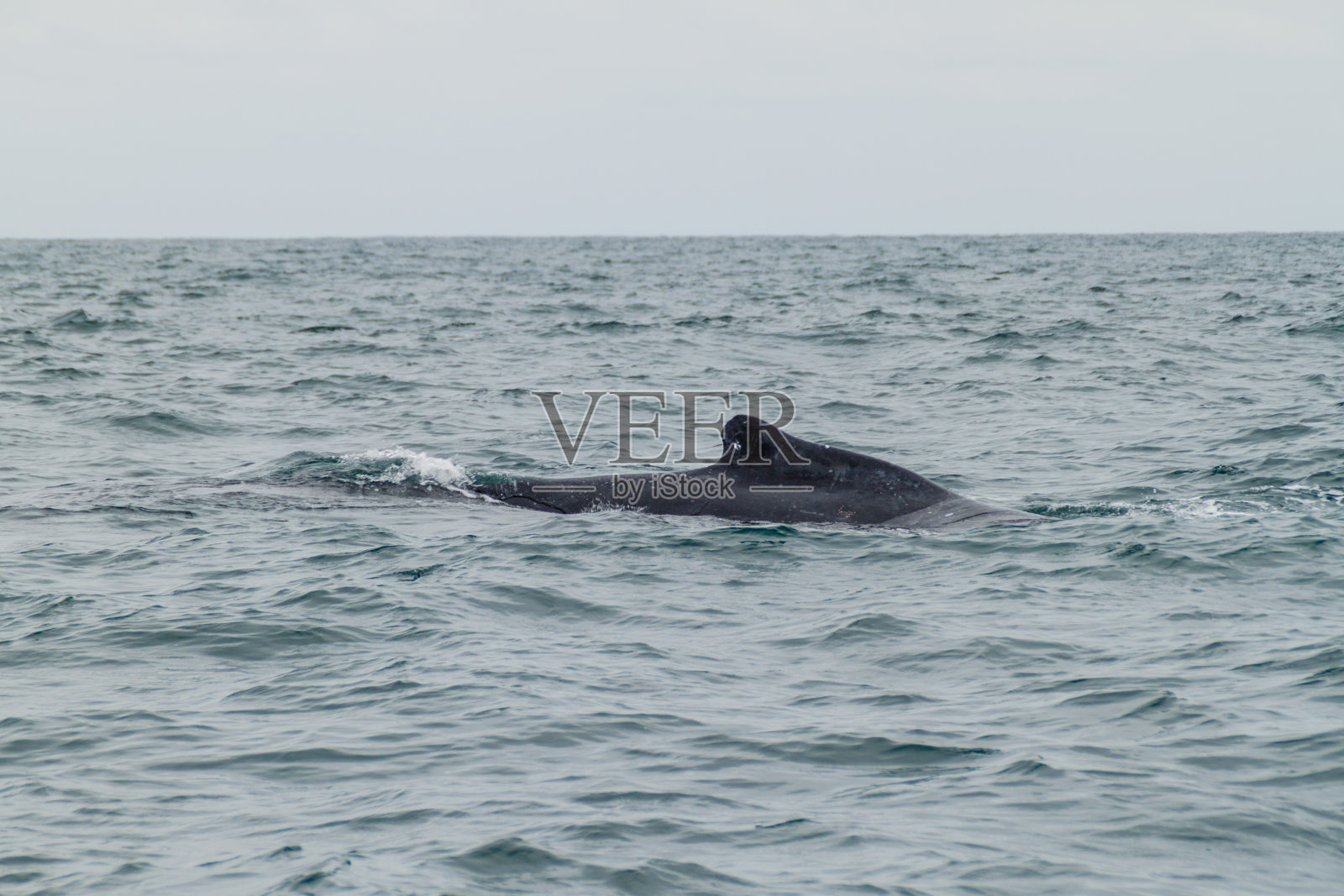 厄瓜多尔马卡里亚国家公园的座头鲸照片摄影图片