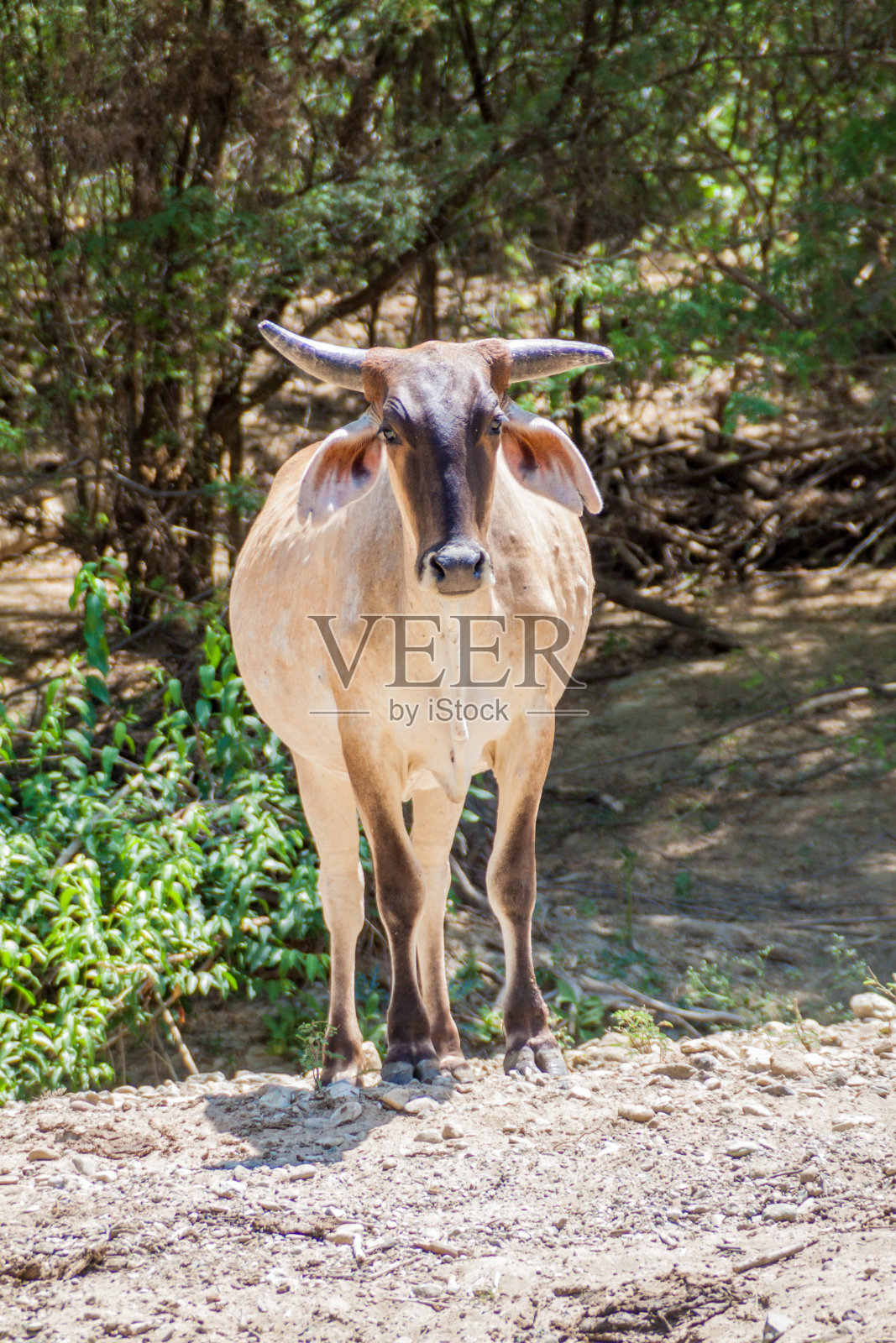 厄瓜多尔马卡里亚国家公园阿瓜布兰卡村附近的奶牛照片摄影图片