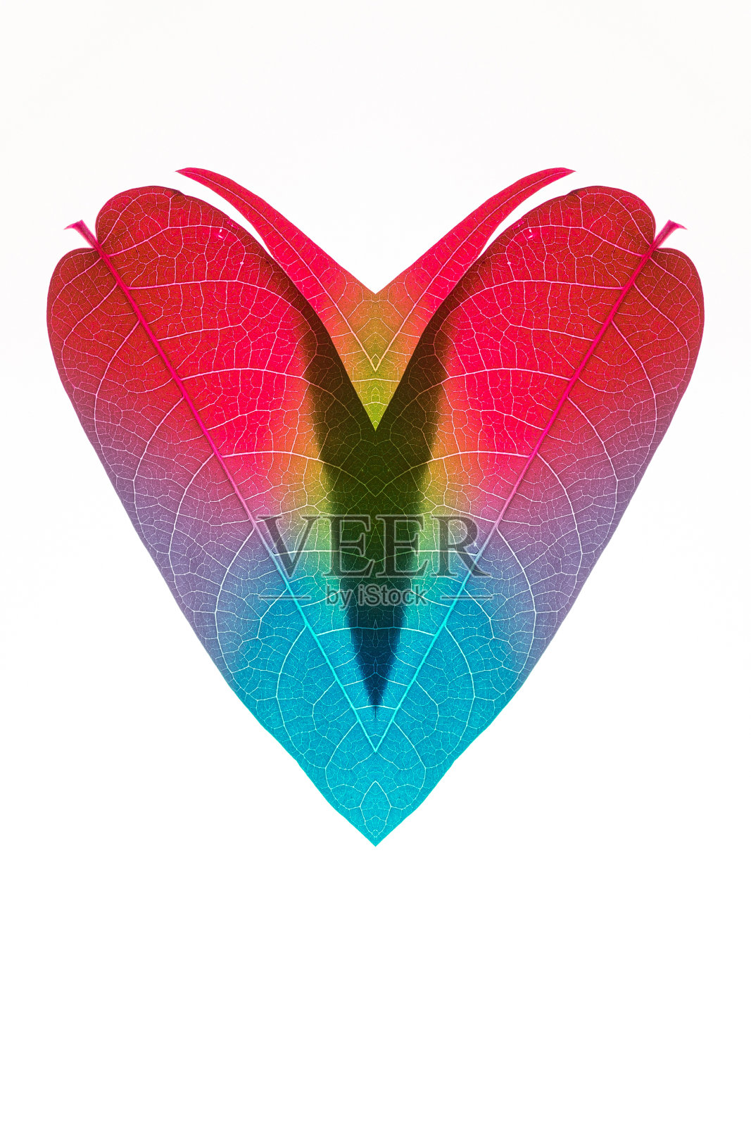 美丽的心，由树叶在白色的背景照片摄影图片