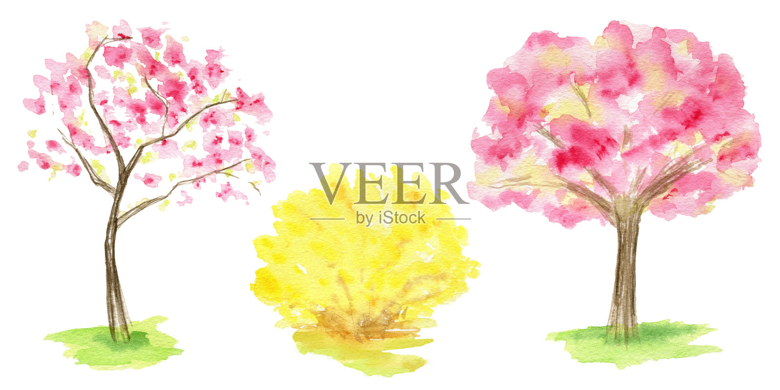 水彩春天樱花树和黄色连翘灌木丛，粉红色酸樱桃树手绘插图，白色背景。插画图片素材