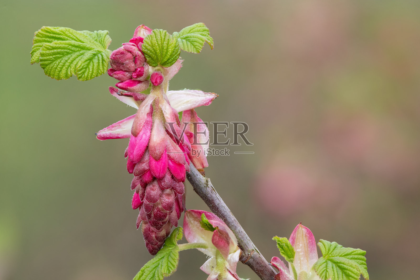 红醋栗(红血球)灌木照片摄影图片