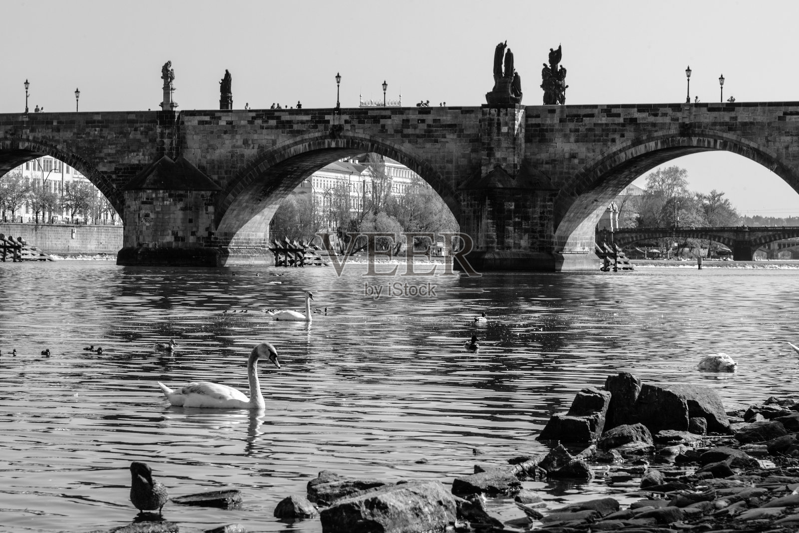 捷克共和国，日落时分，布拉格的查尔斯桥和伏尔塔瓦河上的天鹅照片摄影图片