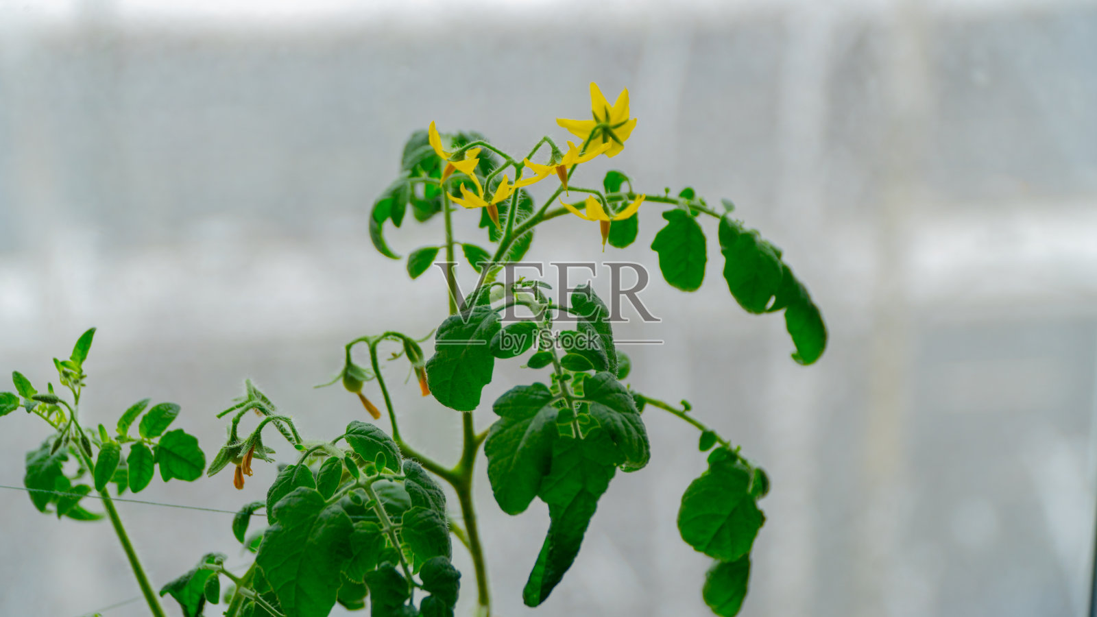 西红柿在窗户上开花照片摄影图片