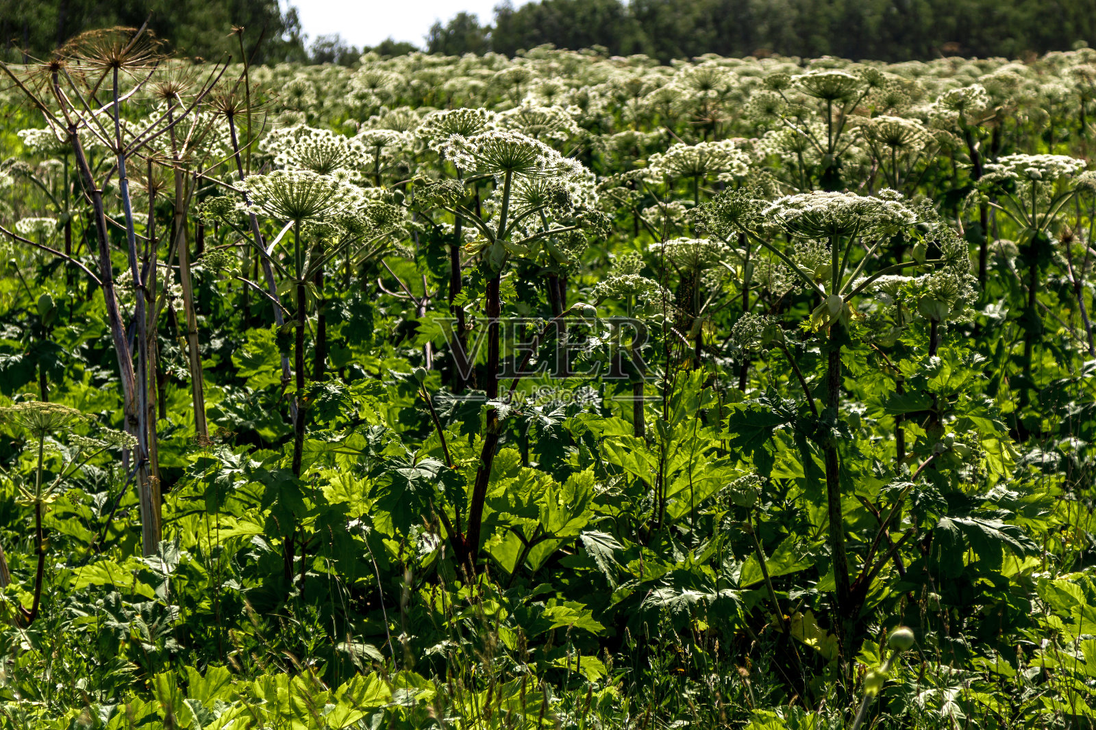 heracleum sosnowskyi。危险的有毒植物。威胁到人类照片摄影图片