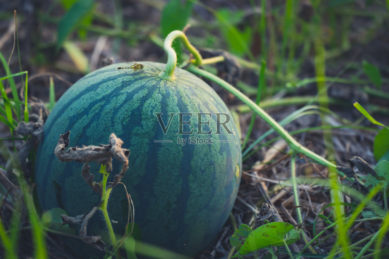 农村农业园有机西瓜照片摄影图片