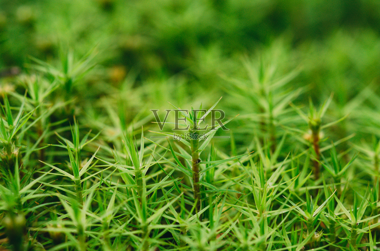 苔藓纹理。苔藓的背景。副本的空间。自然背景。照片摄影图片