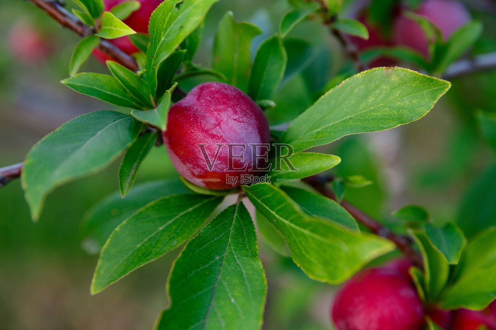李子长在农场的一棵树上照片摄影图片