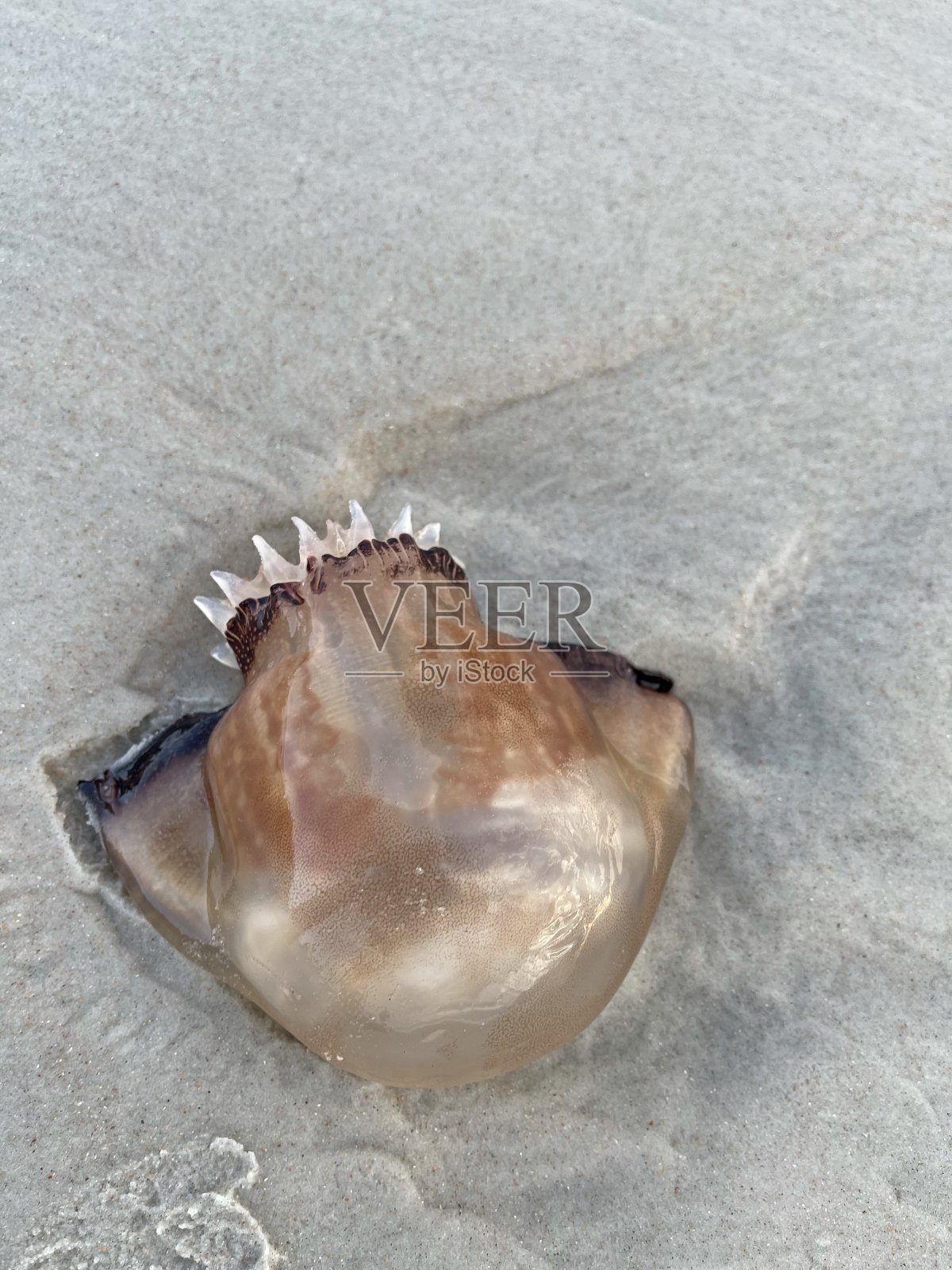 水母照片摄影图片