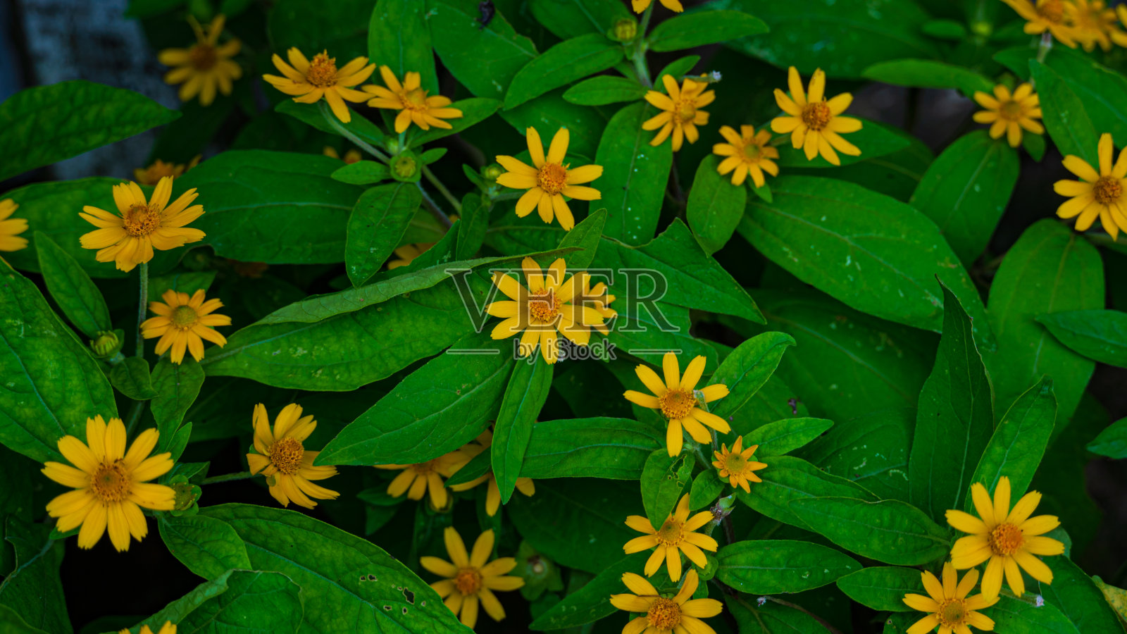 花园里的花照片摄影图片