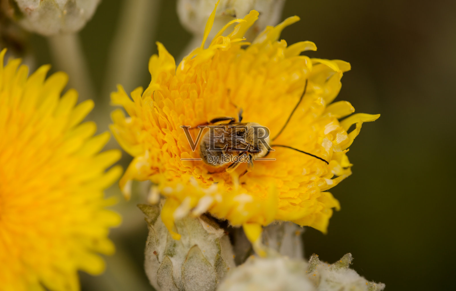 大加那利群岛的植物群- Sonchus acaulis，种下加那利群岛中部特有的蓟，自然的宏观花卉背景照片摄影图片