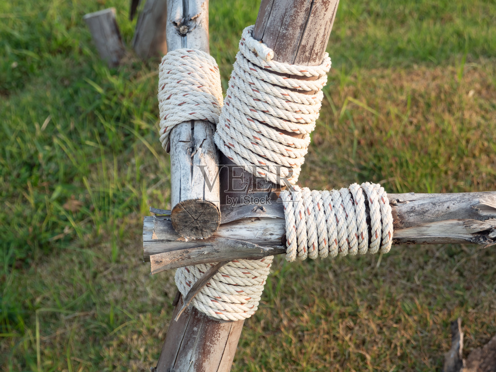 将绳子系在树干上以防止风或风暴。照片摄影图片