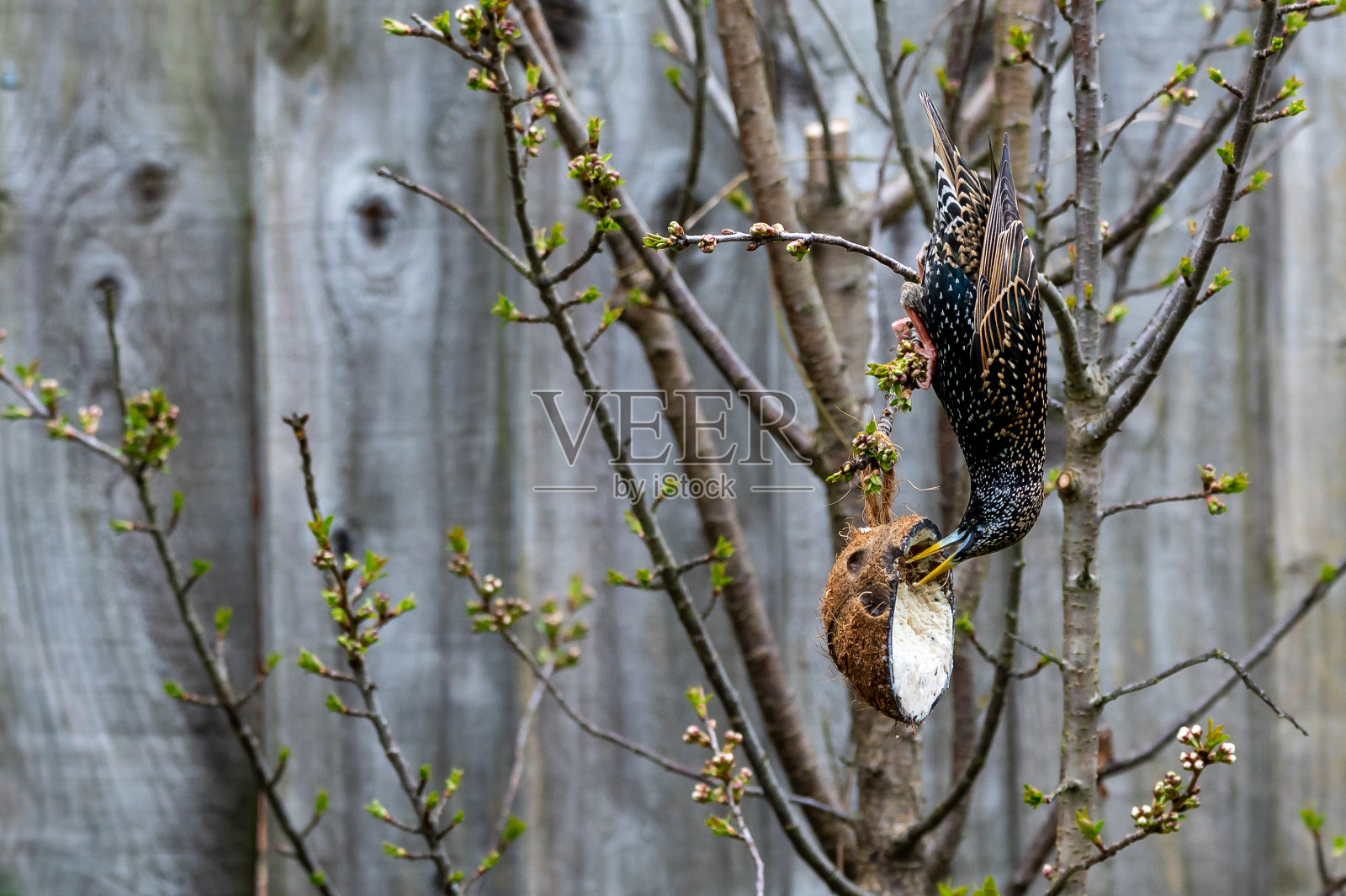 雄性椋鸟倒挂在树枝上，想去够一只板油喂食器。鸟喙顶部的蓝色斑纹可识别雄鸟照片摄影图片