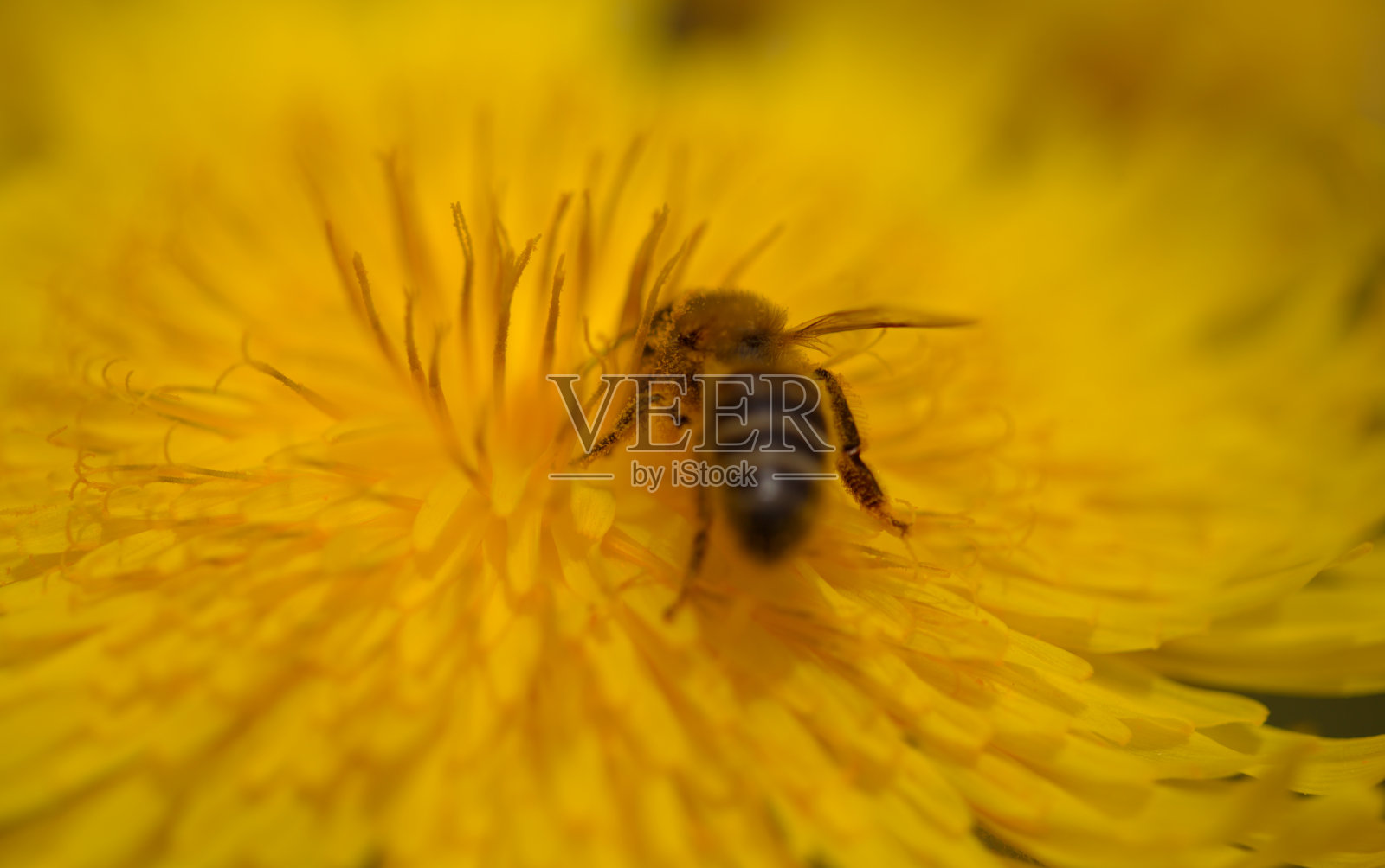 大加那利群岛的植物群- Sonchus acaulis，种下加那利群岛中部特有的蓟，自然的宏观花卉背景照片摄影图片
