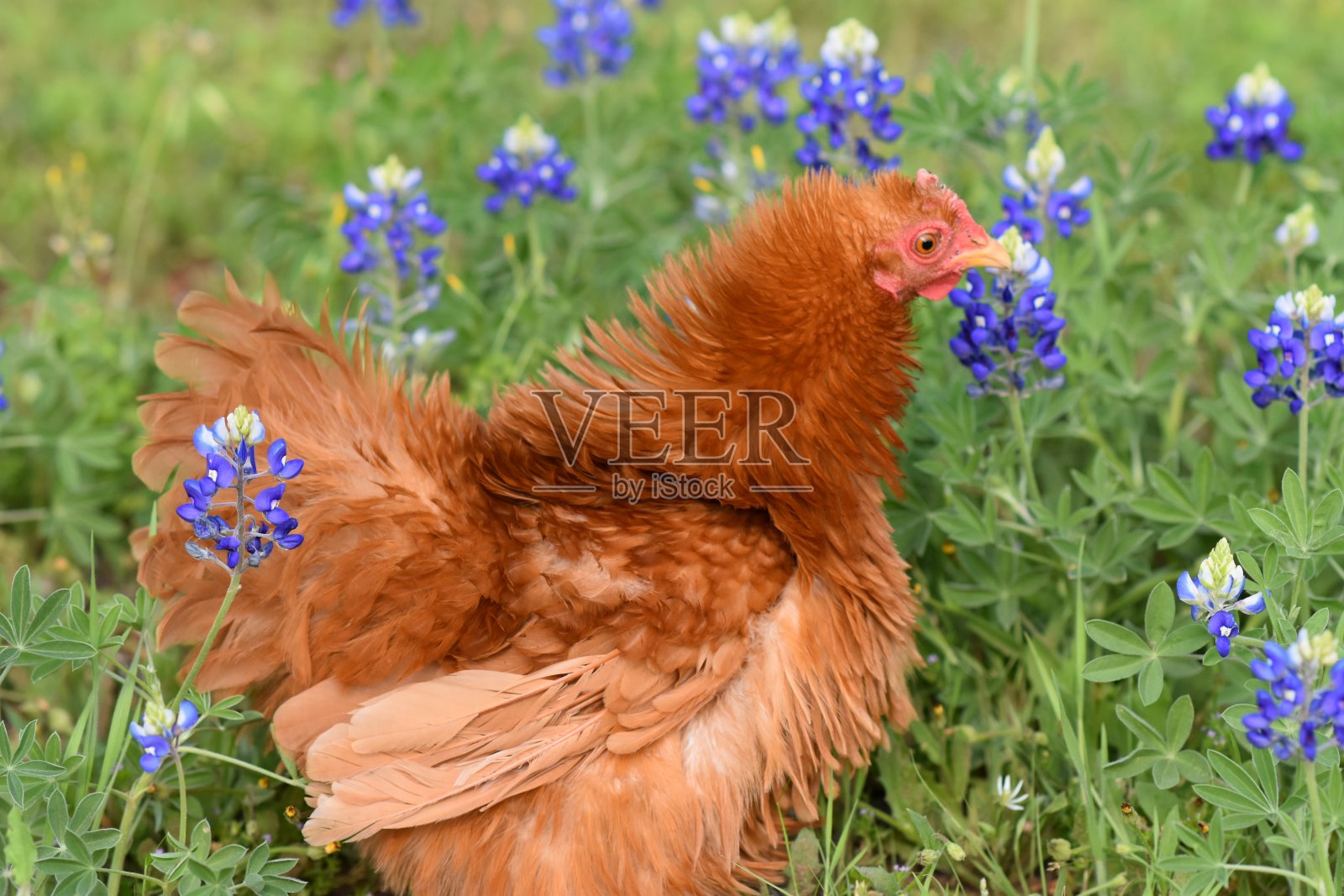 红母鸡穿矢车菊照片摄影图片