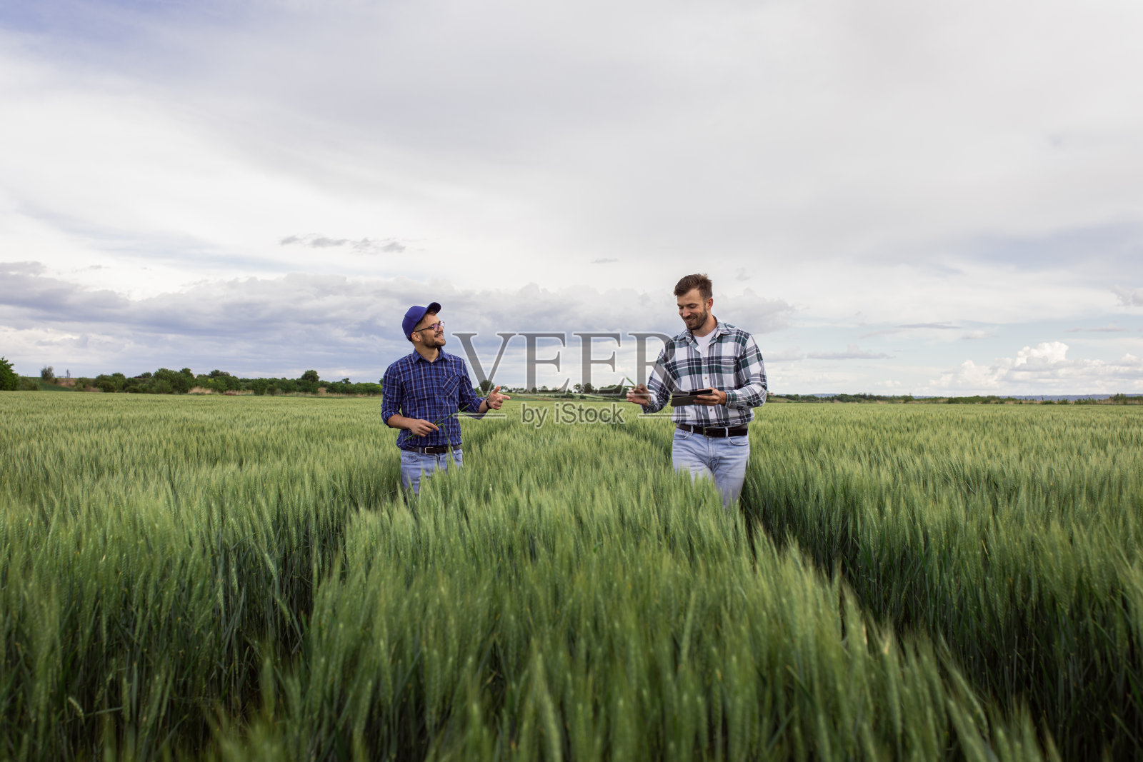 两个农民在绿麦田里检查作物。照片摄影图片