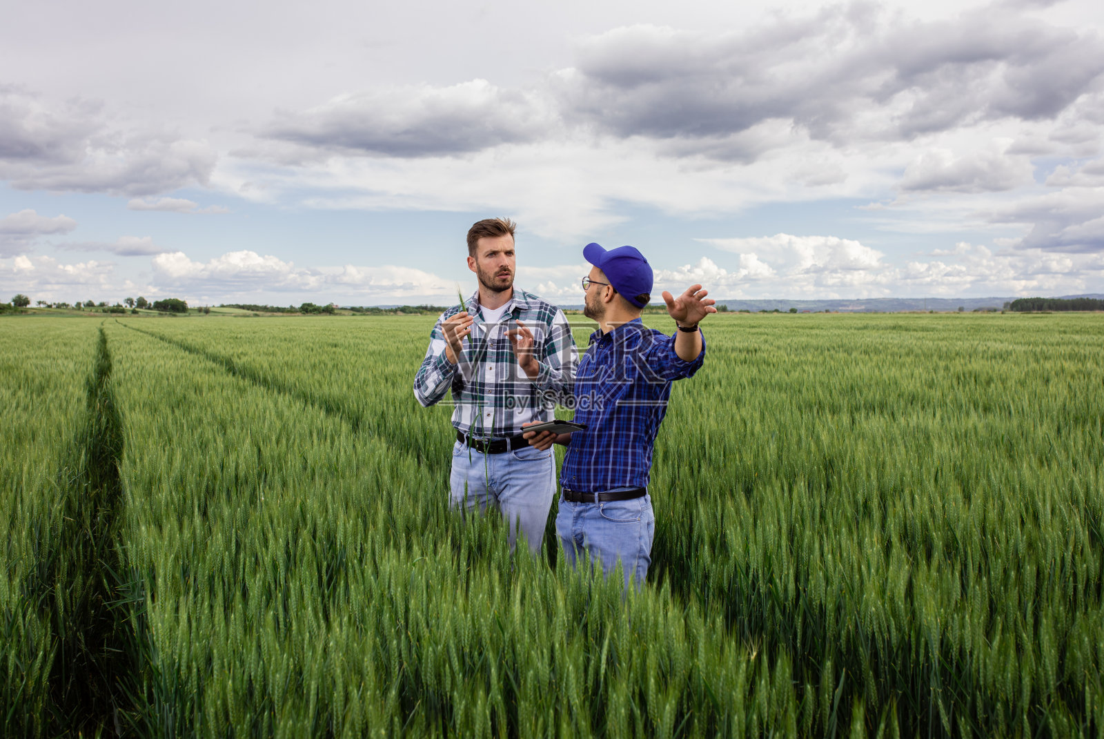 两个农民在绿麦田里检查作物。照片摄影图片