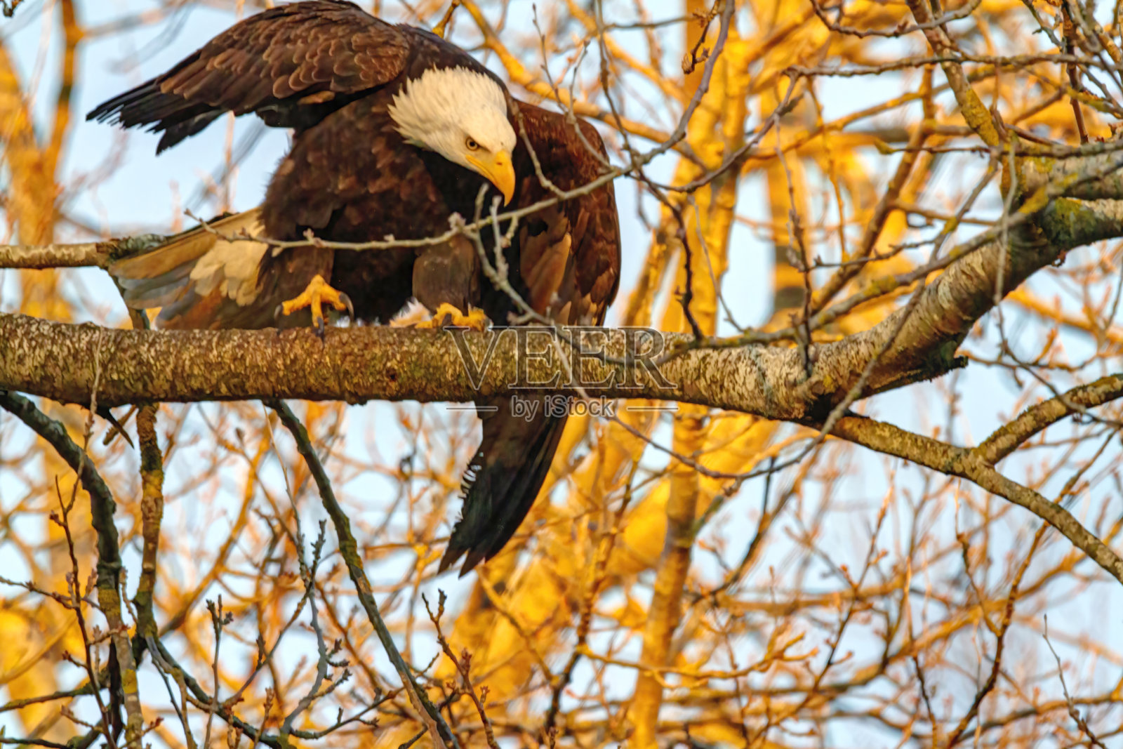 日落时分栖息在树枝上的白头海雕照片摄影图片