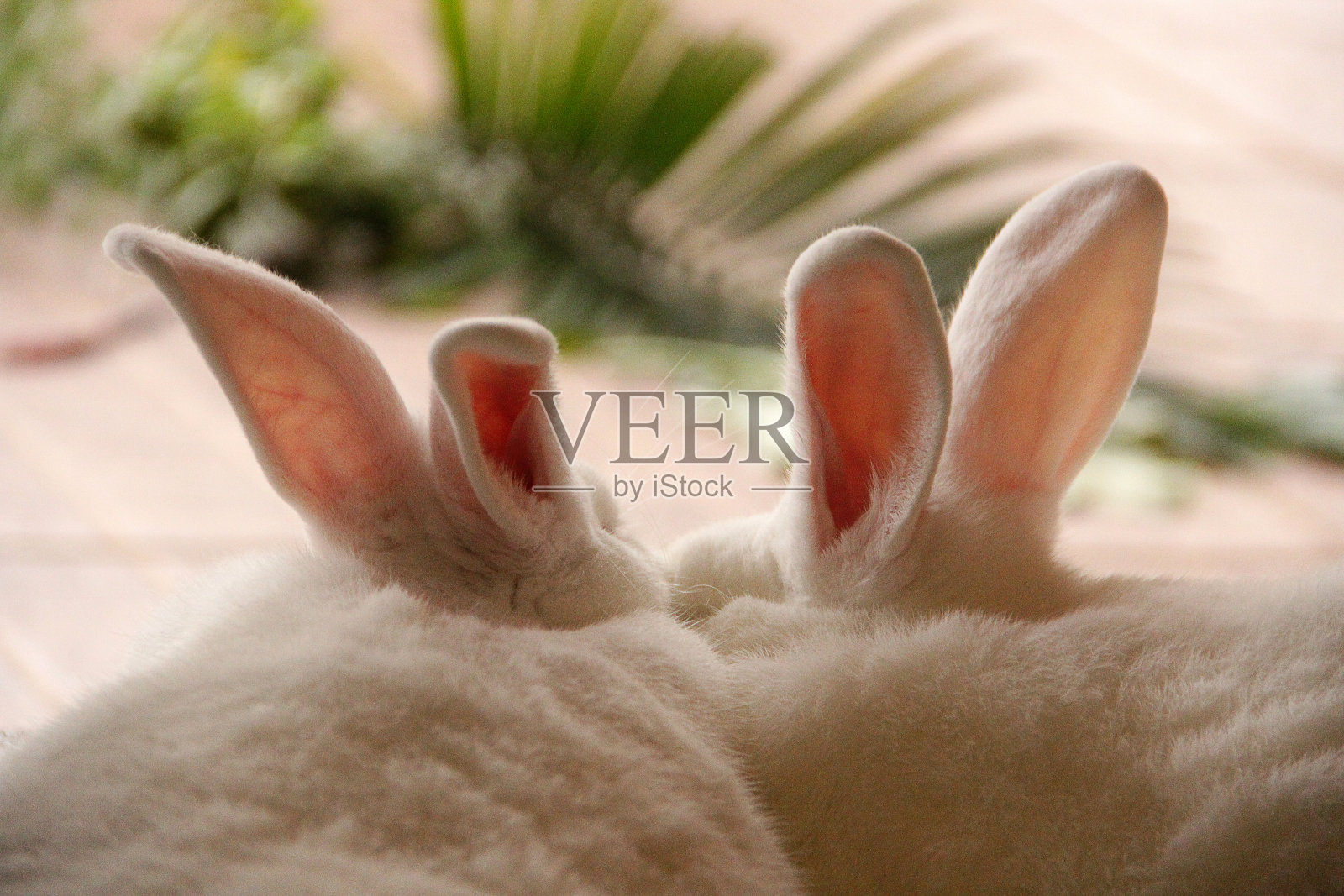 两只可爱的小白兔在休息。照片摄影图片