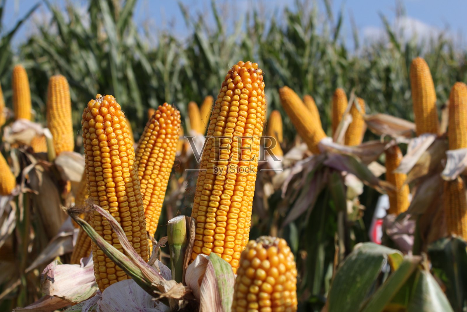 比利时玉米地里的黄色玉米芯照片摄影图片