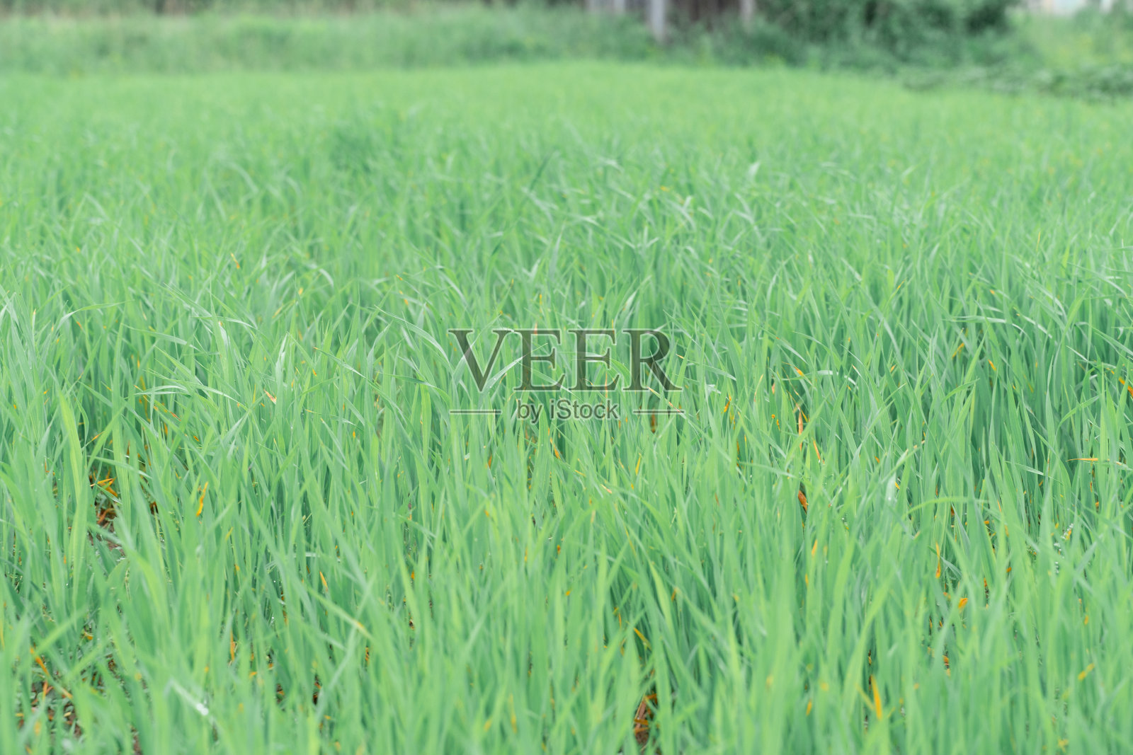 自然绿色自然背景。年轻新鲜的草照片摄影图片