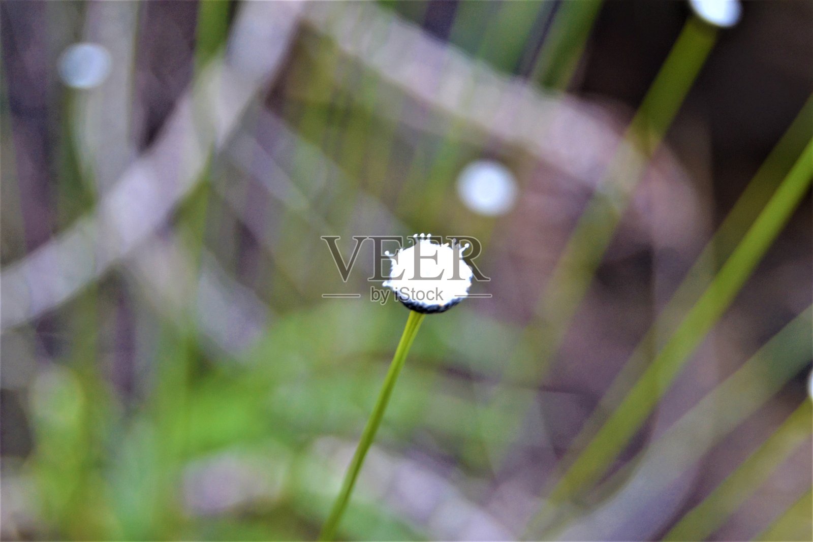 Chapada Diamantina grasblute女士照片摄影图片