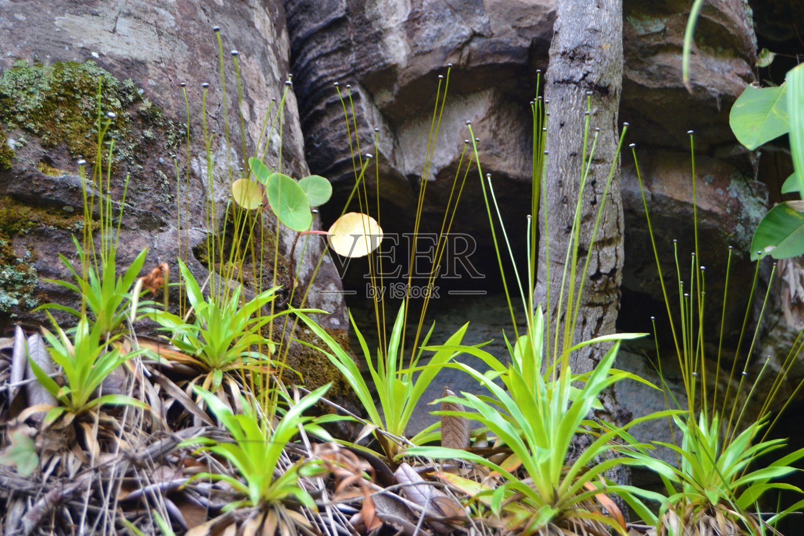 印度茶照片摄影图片