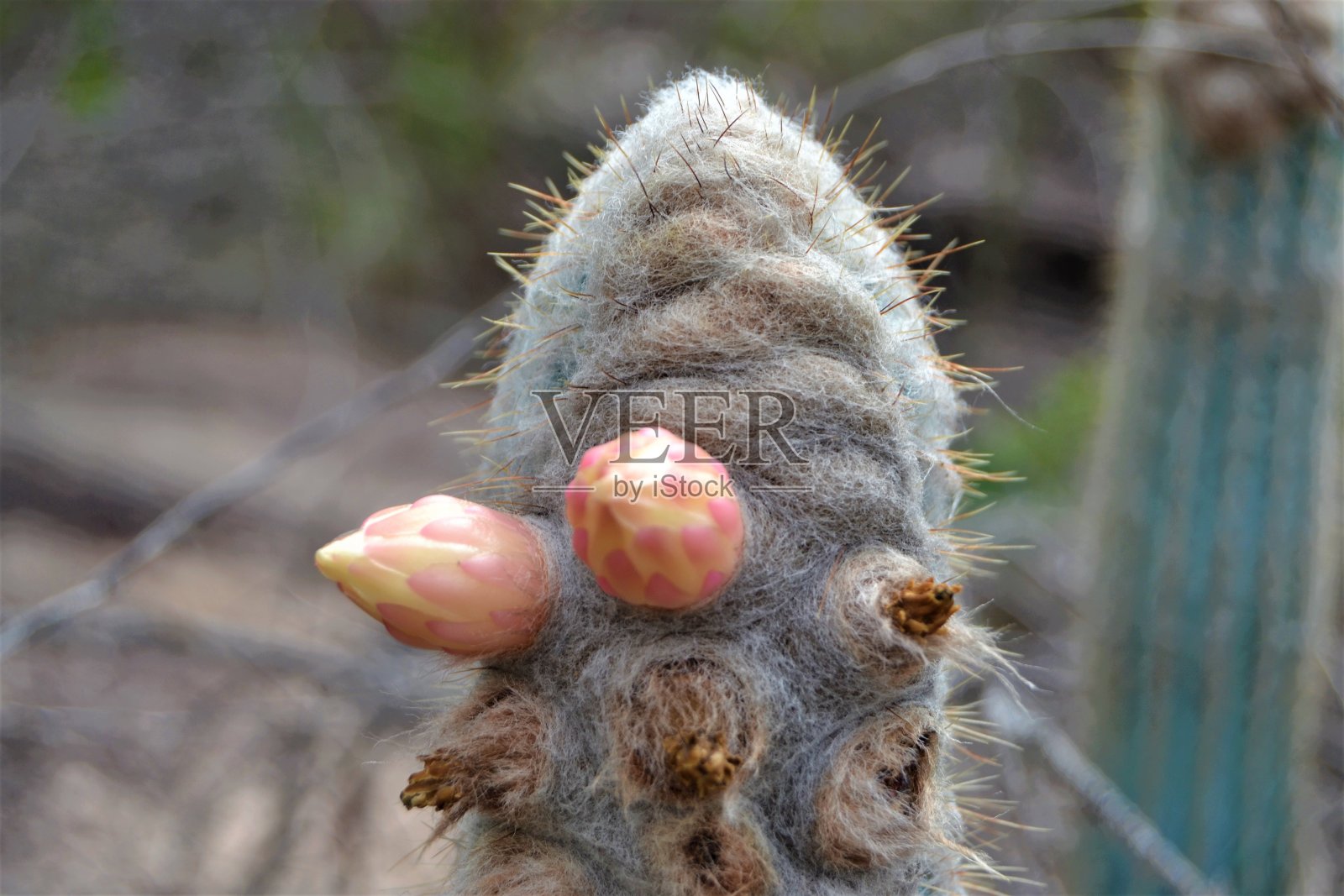 仙人掌硅胶照片摄影图片