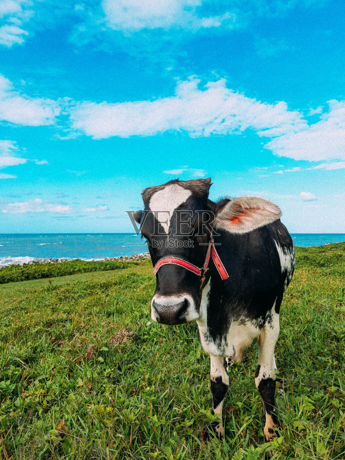 圣卡塔琳娜州加罗巴巴 - 2021照片摄影图片