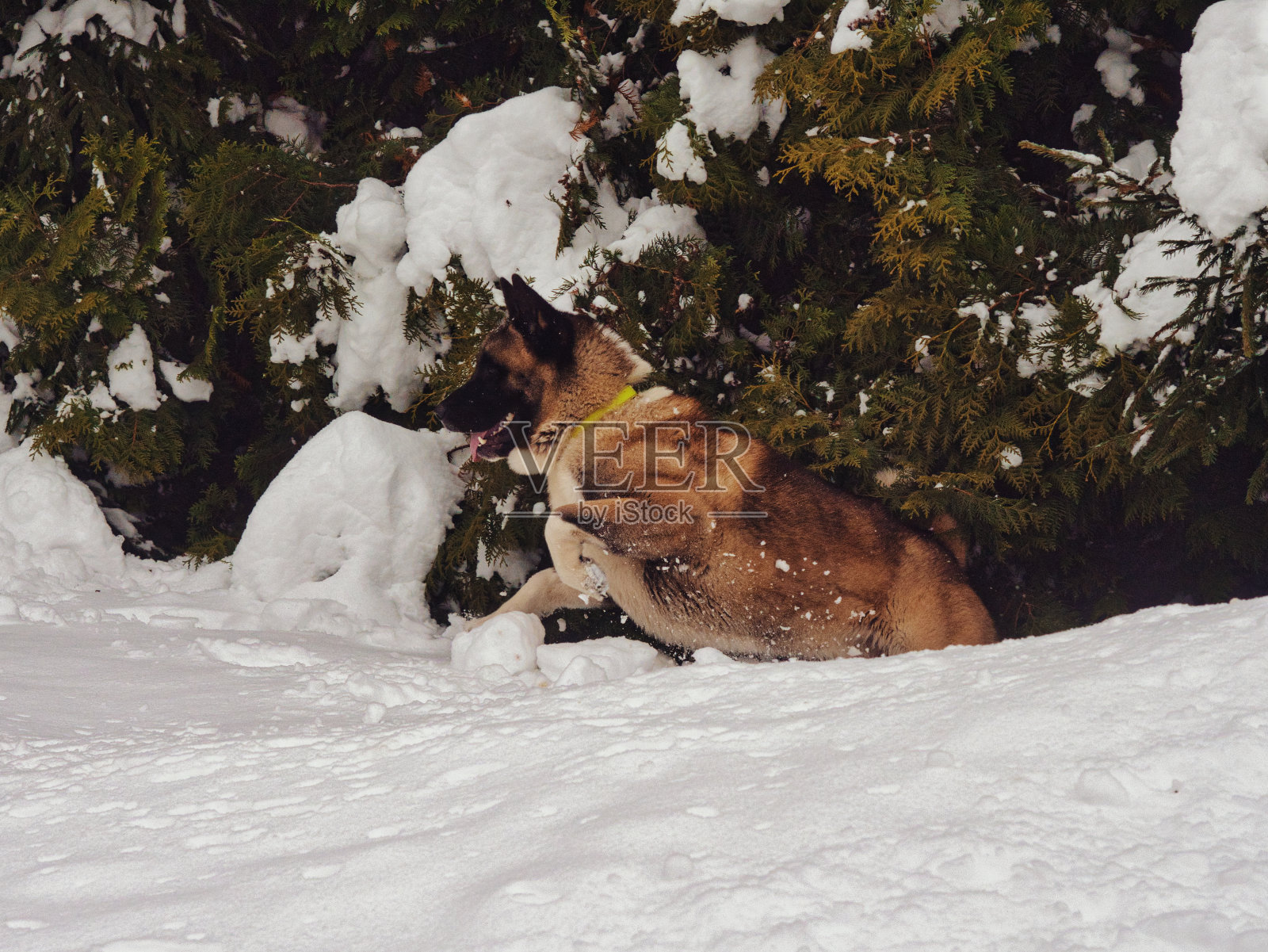 美国秋田犬在深雪中跳跃照片摄影图片