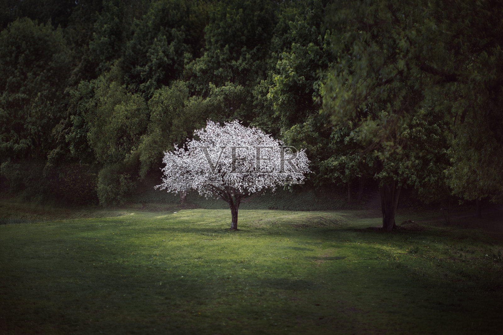 美丽的白色苹果树在大自然中盛开的春天照片摄影图片