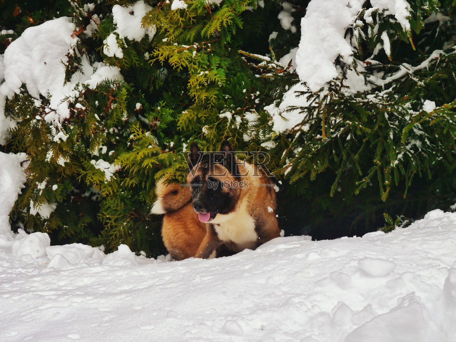 美国秋田犬在厚厚的积雪中行走照片摄影图片