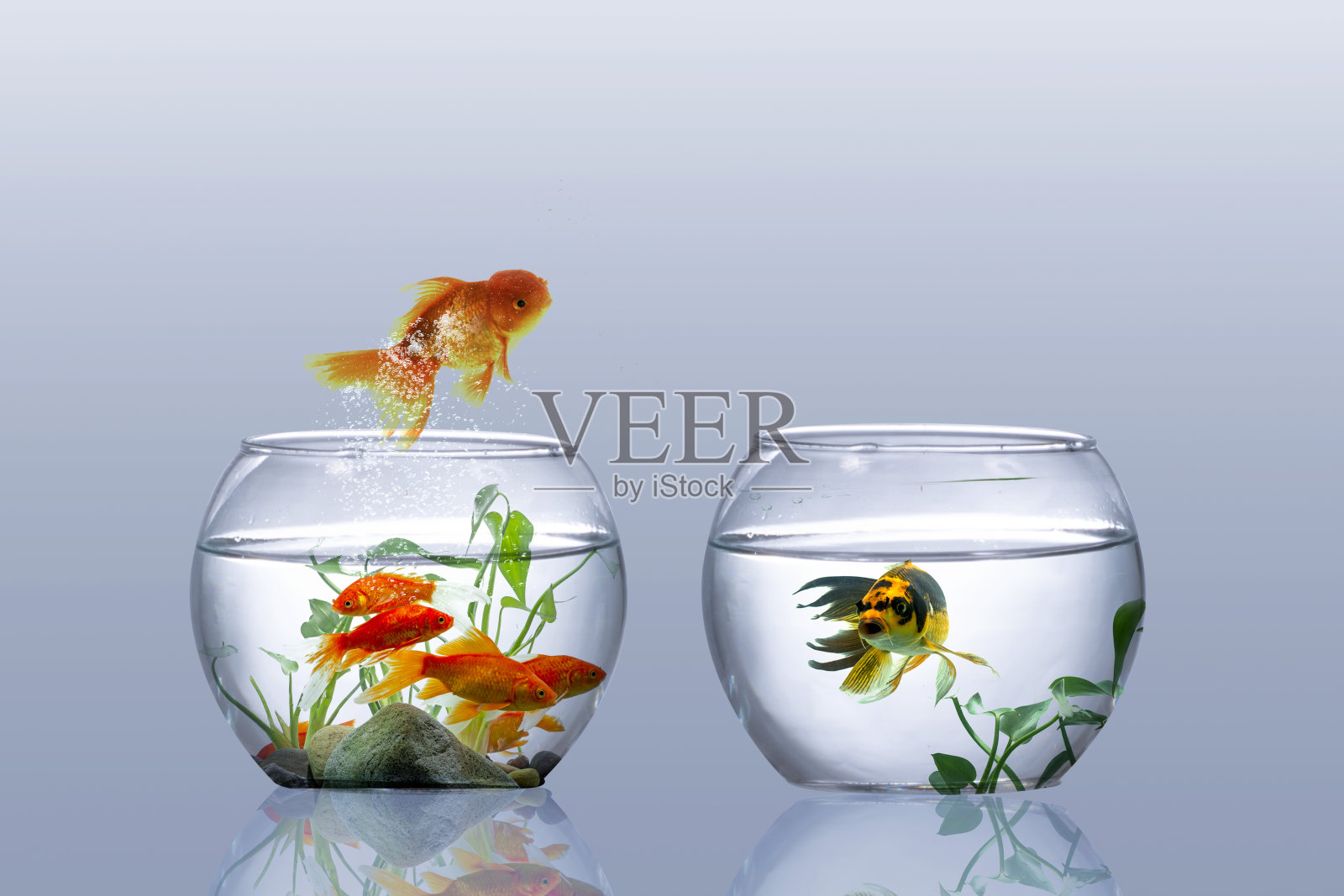 金鱼跳照片摄影图片