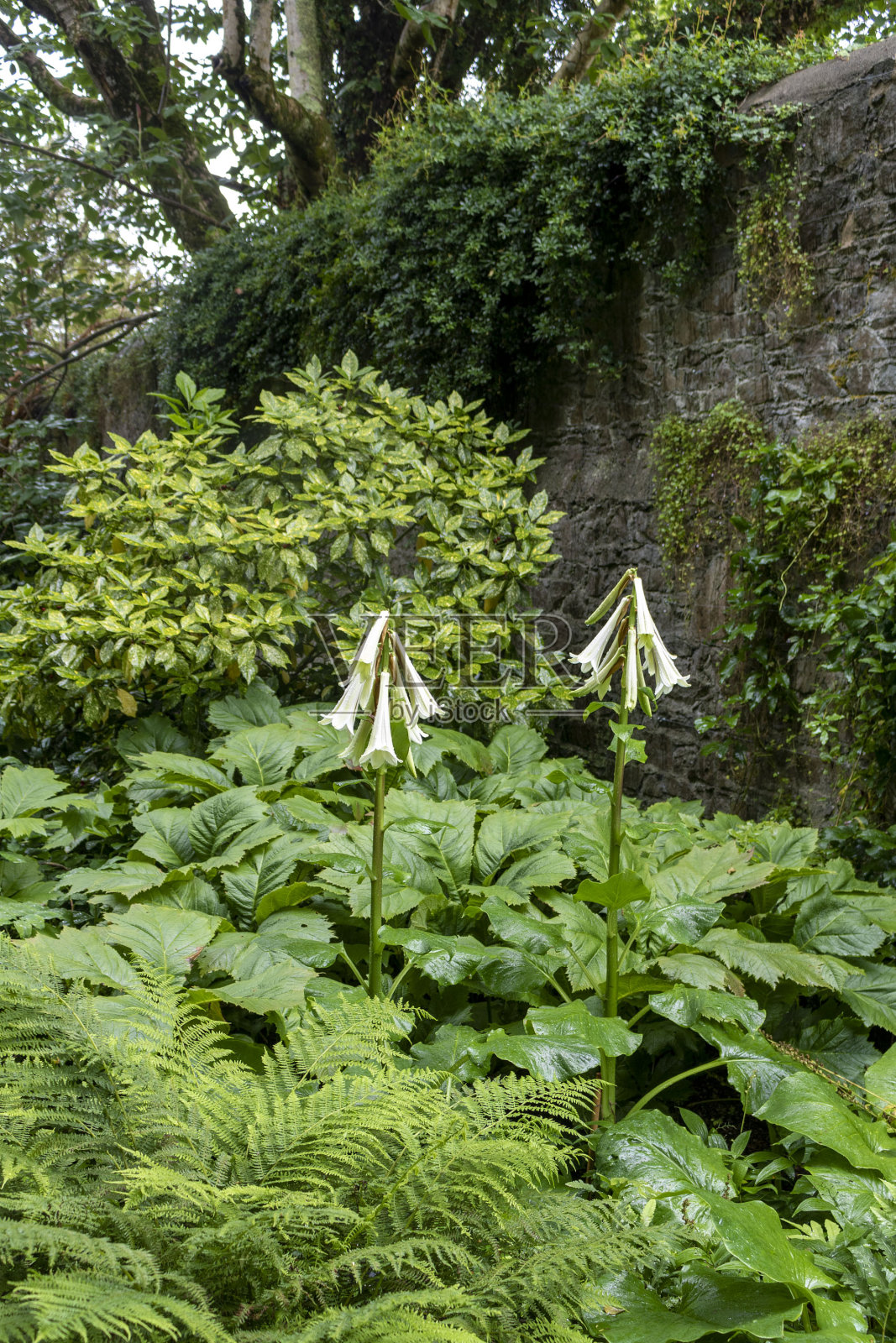 盛开的心。照片摄影图片