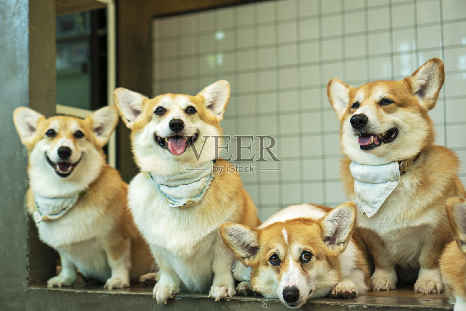 一群可爱的彭布罗克威尔士柯基小狗坐在家里看着主人