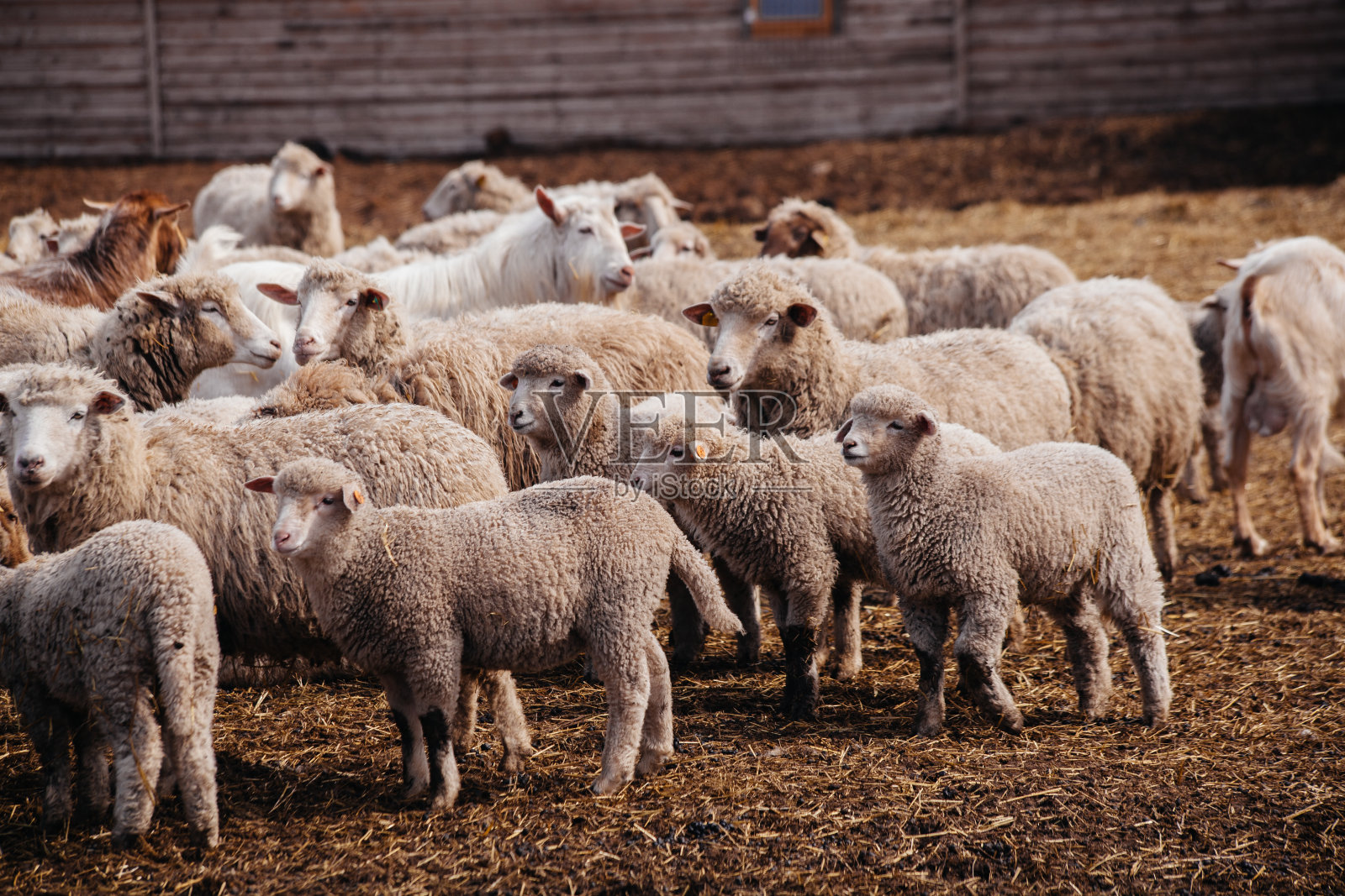 农场露天畜栏里的羊群照片摄影图片