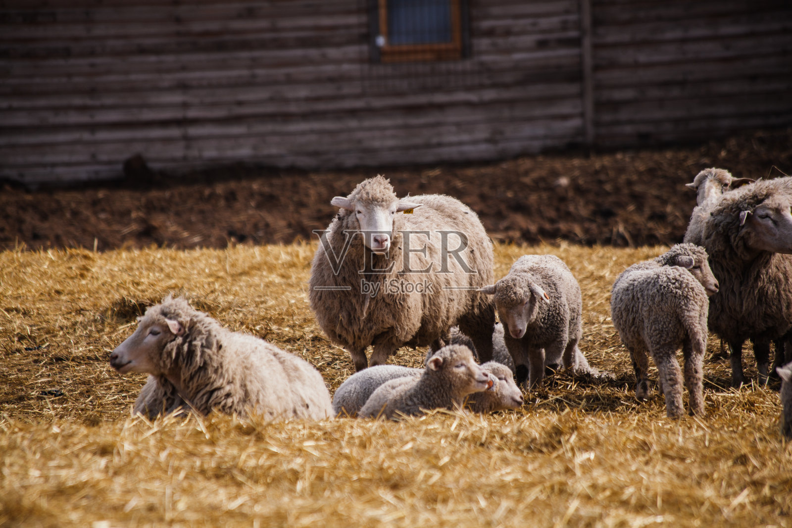 农场露天畜栏里的羊群照片摄影图片