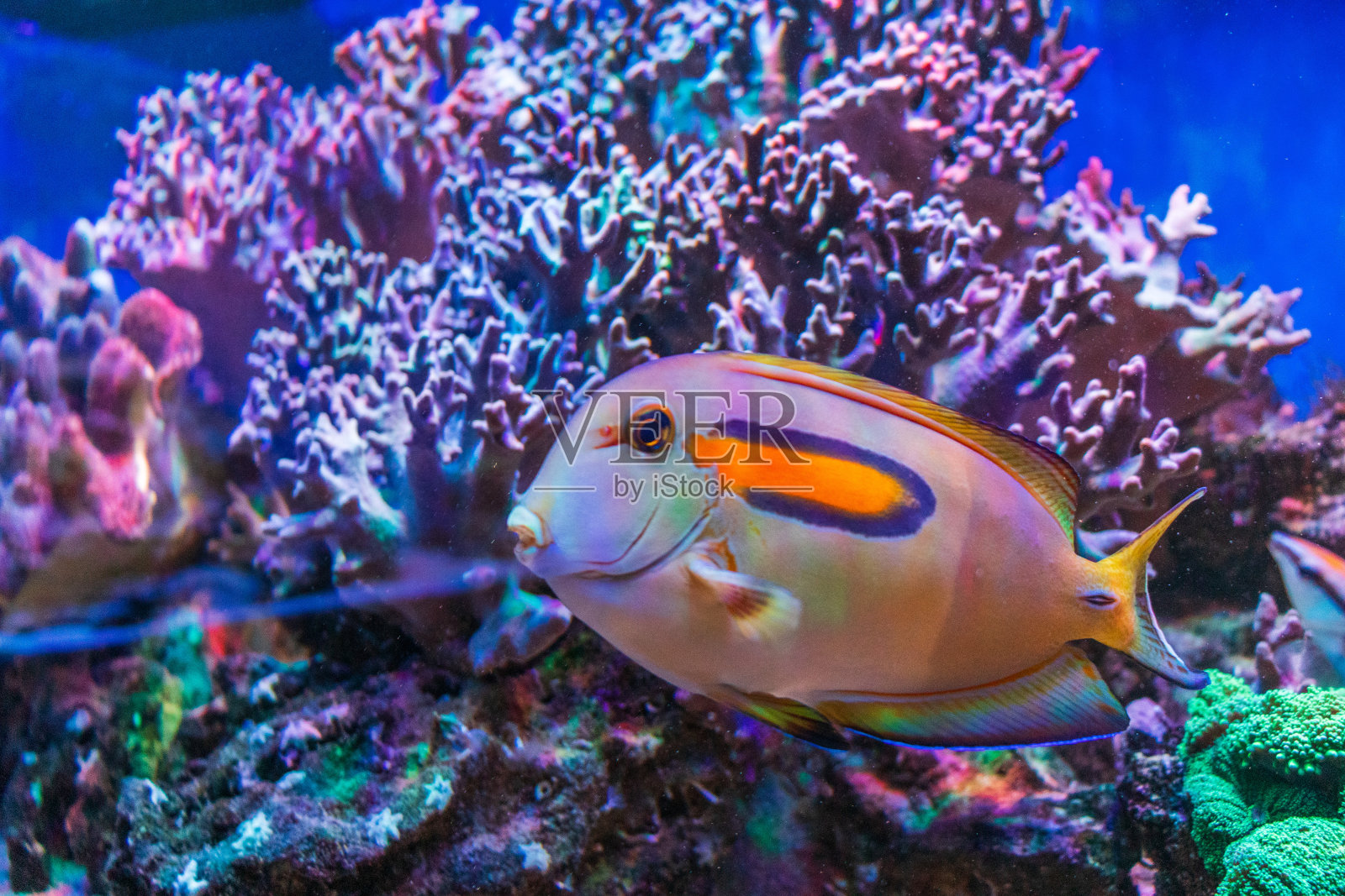 美丽的鱼在海底游泳，美丽的底部，珊瑚特写照片摄影图片