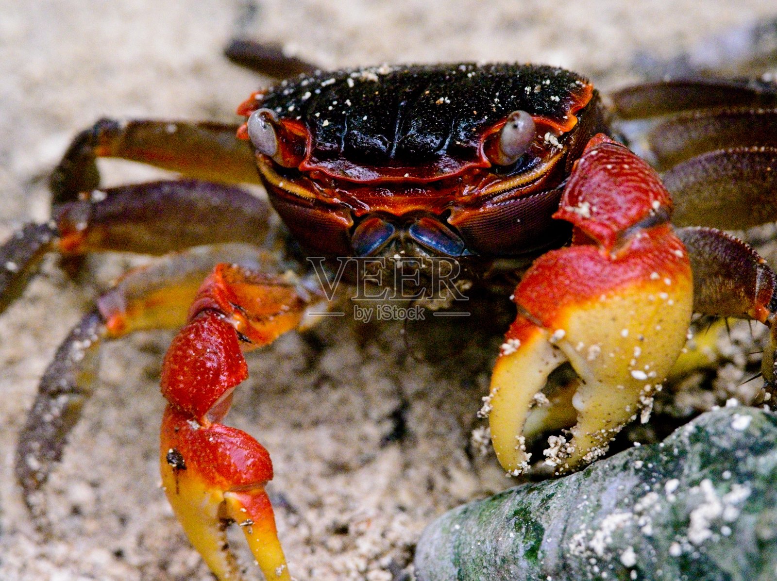 摄于塞舌尔古里尤斯岛红树林的蜘蛛蟹(Neosarmatium meinerti)特写照片摄影图片