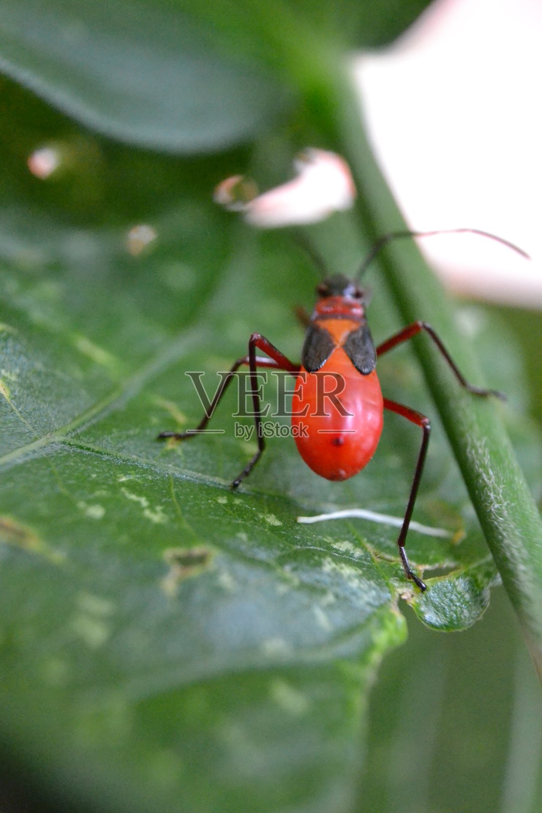 红虫照片摄影图片