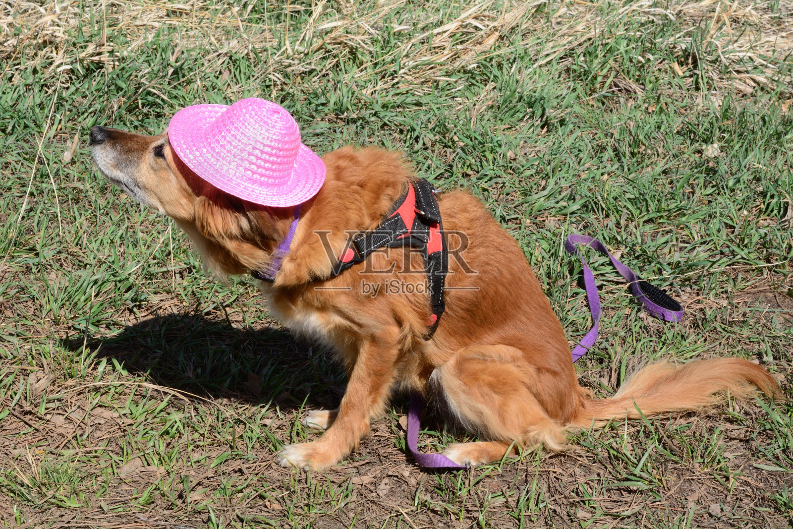 戴着粉红色帽子的棕色杂种狗照片摄影图片