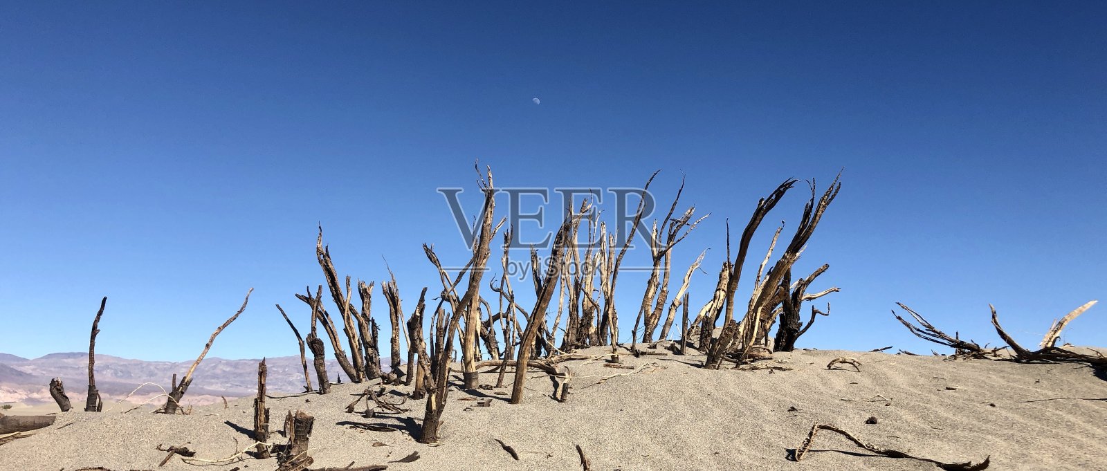 枯枝月出照片摄影图片