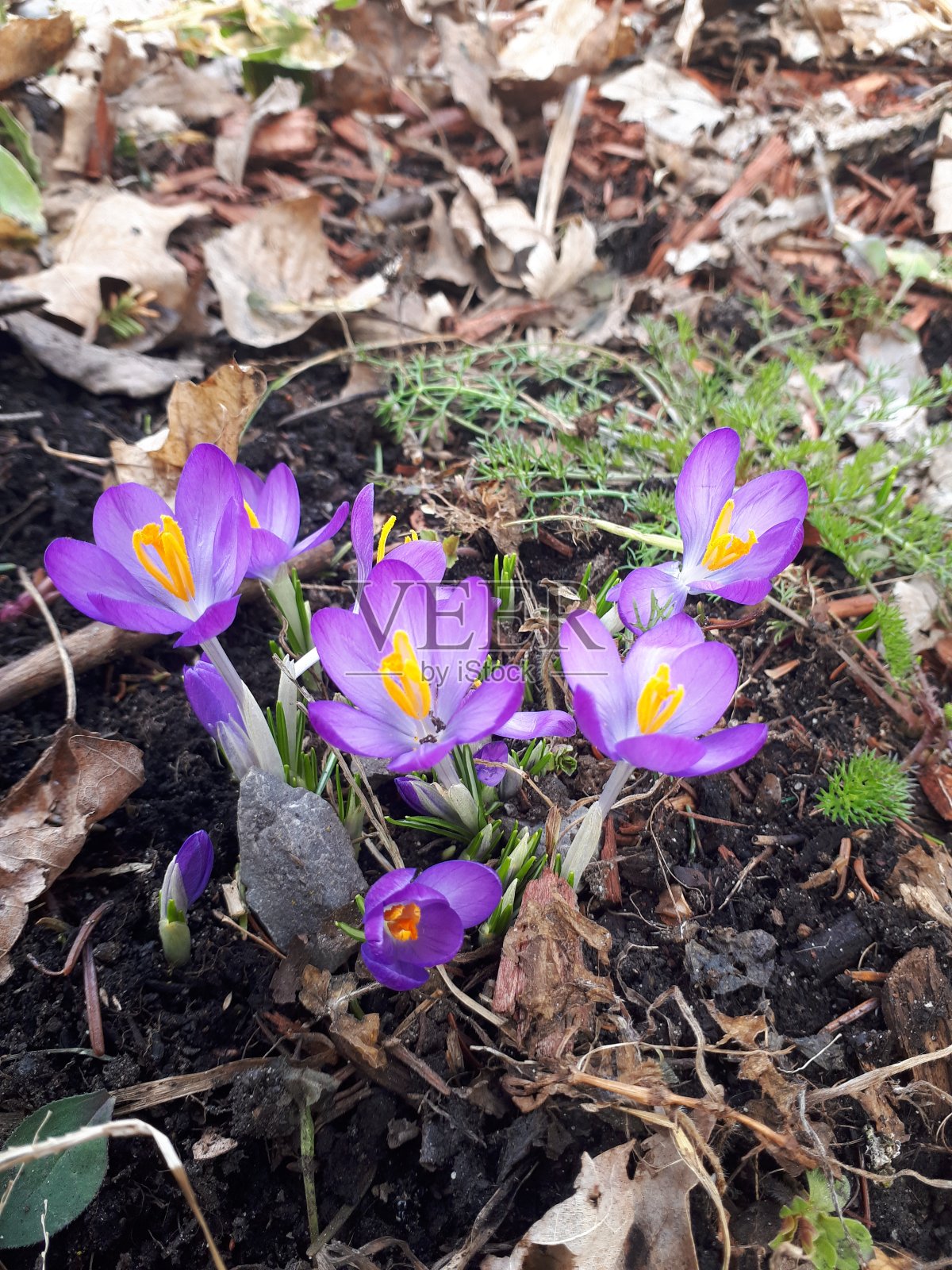 安大略东南部5区春花照片摄影图片