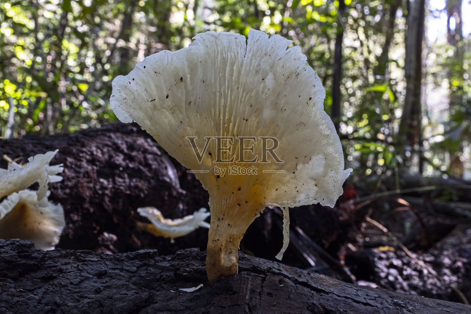 鬼真菌照片摄影图片