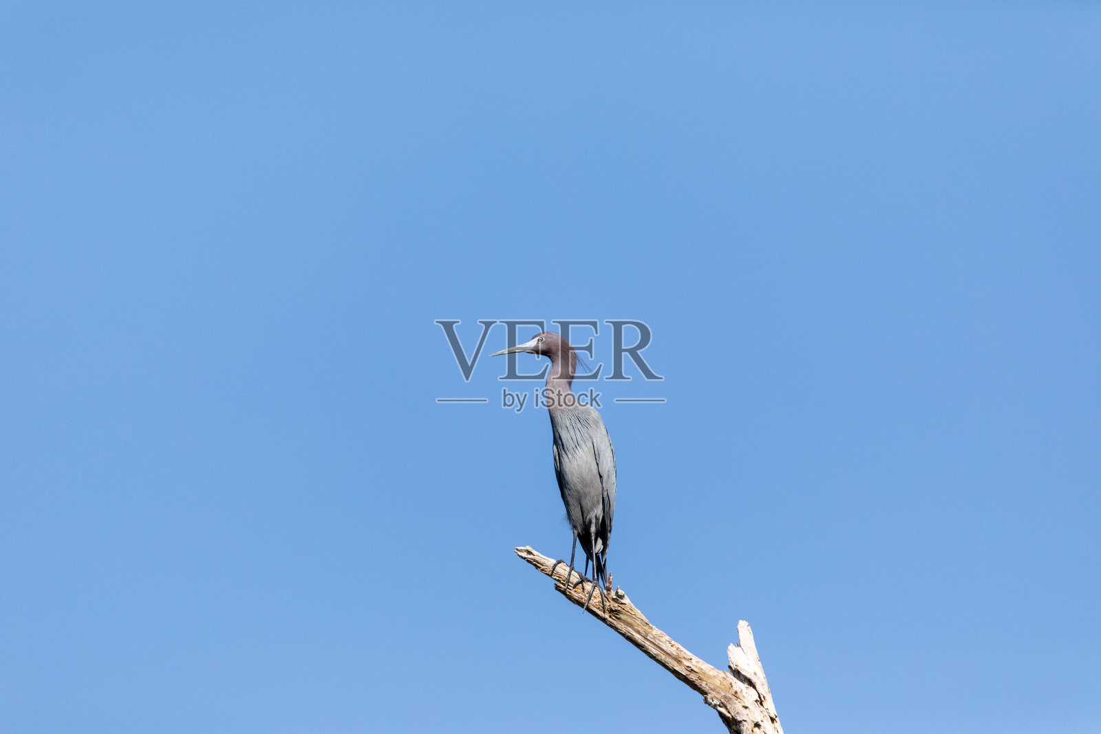 小蓝鹭白鹭栖息在树枝上照片摄影图片