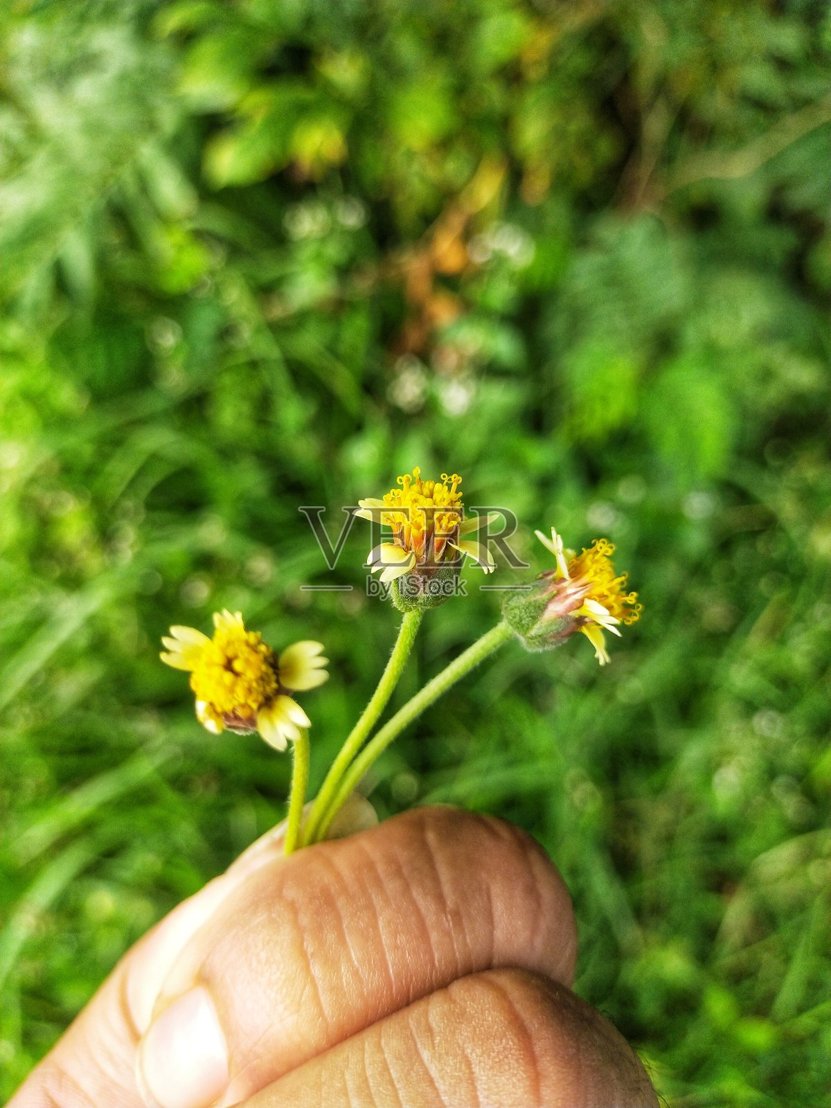 早晨的野花照片摄影图片